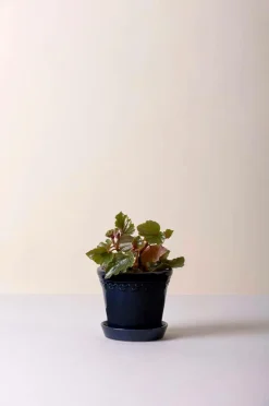 Bergs Potter Potteskjulere-Københavner Glazed, Ø 12 cm, sæt