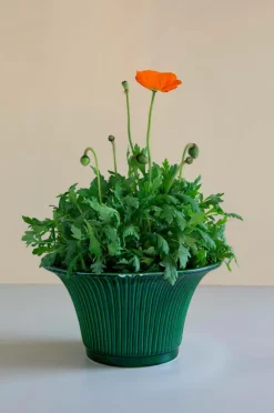 Bergs Potter Potteskjulere-Potteskjuler Daisy Glazed