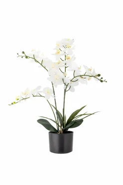 Bloomingville Planter & Blomster-Orchid Plante