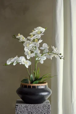 Bloomingville Planter & Blomster-Orchid Plante