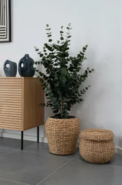 House Nordic Planter & Blomster-Eukalyptustræ