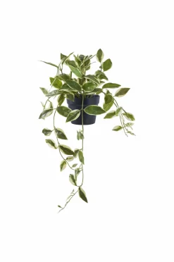 House Nordic Planter & Blomster-Hoya Carnosa