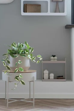 House Nordic Planter & Blomster-Hoya Carnosa