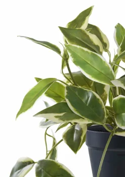 House Nordic Planter & Blomster-Hoya Carnosa