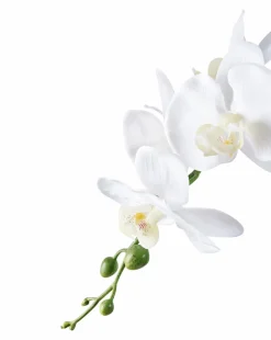 House Nordic Planter & Blomster-Orkidé