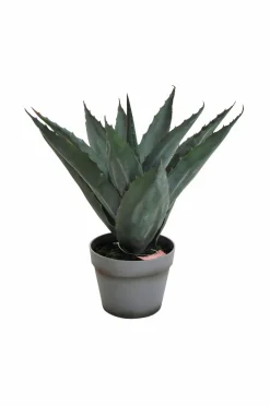 Nordic Furniture Group Planter & Blomster-Aloe Vera plante H 45 cm
