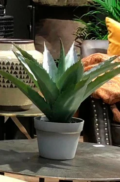 Nordic Furniture Group Planter & Blomster-Aloe Vera plante H 45 cm