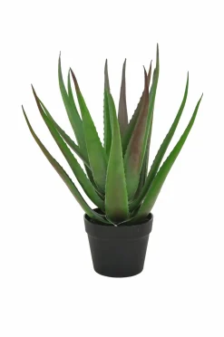Nordic Furniture Group Planter & Blomster-Aloe Vera plante H 50 cm