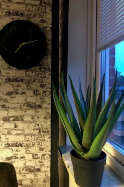 Nordic Furniture Group Planter & Blomster-Aloe Vera plante H 50 cm